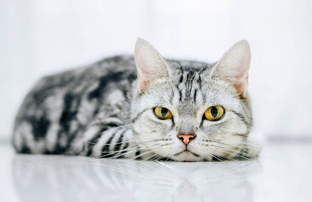 giấc mơ về mèo có cả điềm lành và cũng có điềm dữ