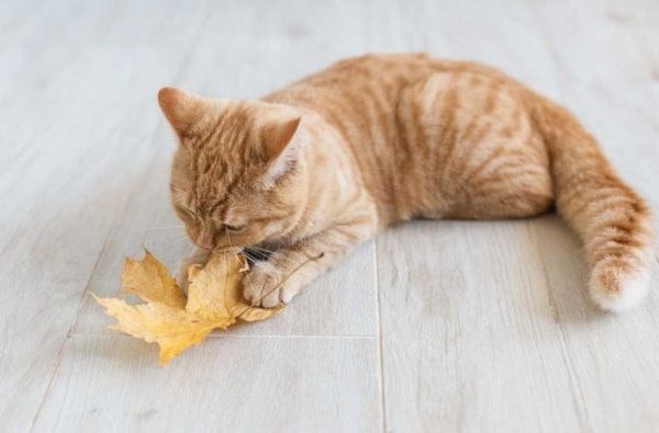 Nằm mơ thấy mèo vàng là một điềm lành