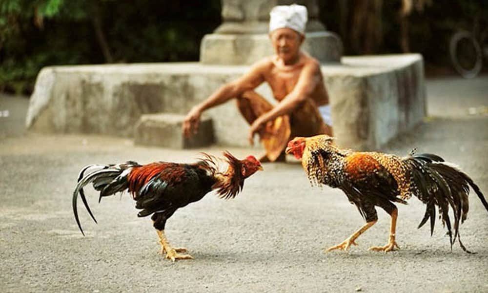 Các hình thức đá gà thomo mà bạn nên biết