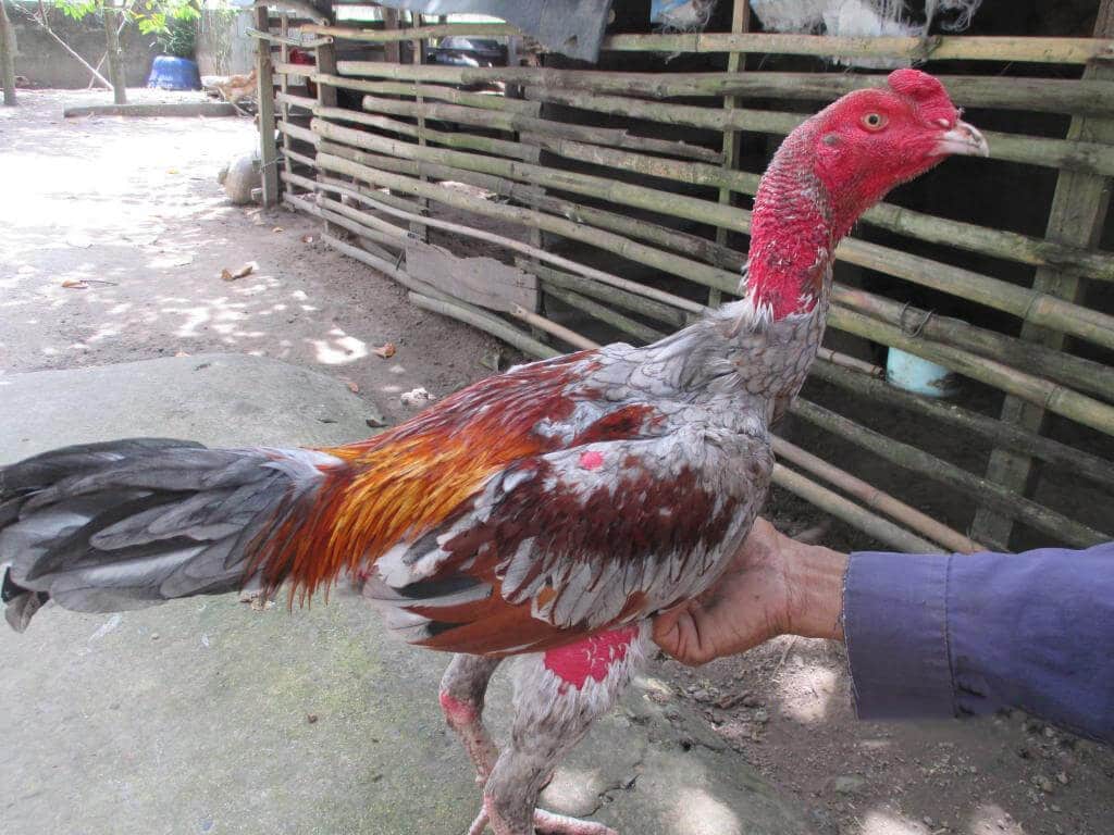 Chế độ dinh dưỡng góp phần quan trọng trong việc nuôi gà đá cựa sắt hiệu quả.