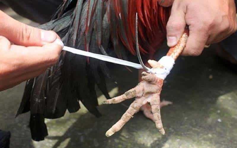 Kỹ thuật nuôi gà đá cựa sắt hiệu quả