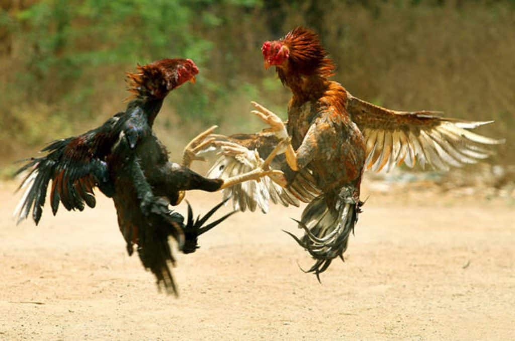 Tìm hiểu về đá gà thomo