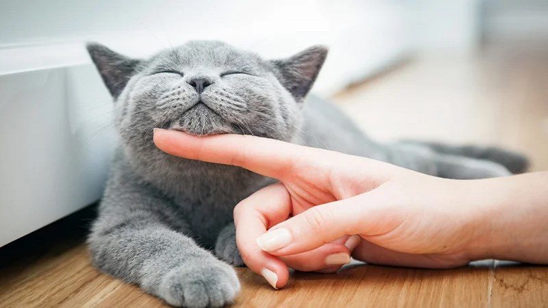 Mơ thấy mèo mang điềm báo ra sao? Đánh con số mấy?