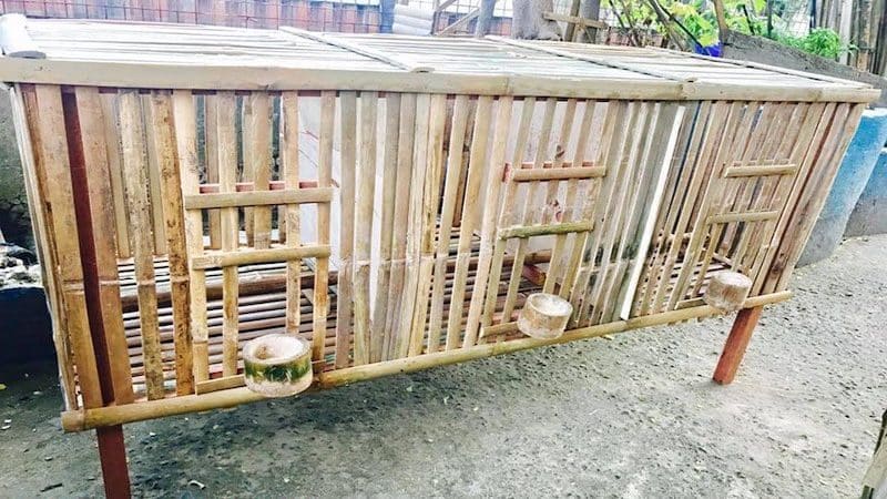 Quy trình về cách làm chuồng gá đá bằng tre, nứa