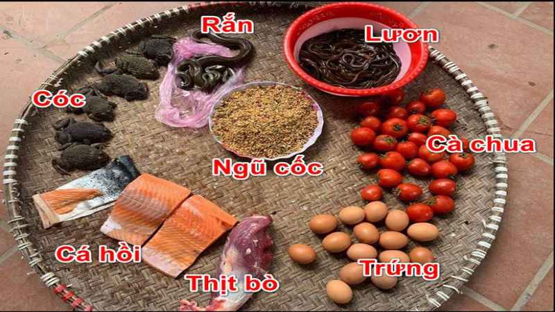 Cân bằng thành phần dinh dưỡng là tiêu chí thiết yếu trong cách vào mồi gà chọi