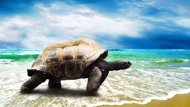 Giải mã một số giấc mộng chiêm bao nhìn thấy rùa